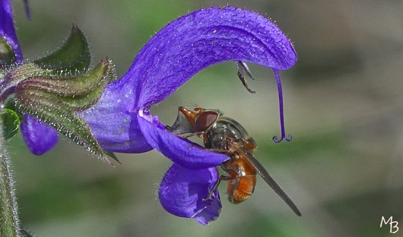 Marian Buurman -  - 2019;16;10;oktober;insect;bloem